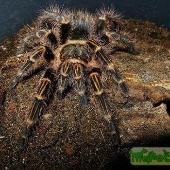 Grammostola aureostriata