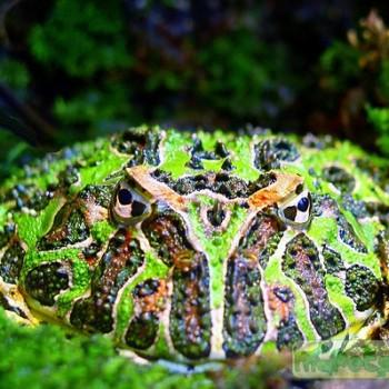 Ceratophrys ornata