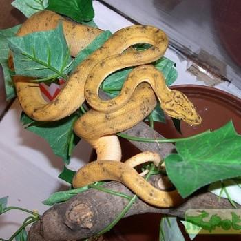 Corallus enydris