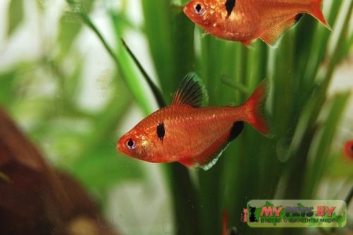 Hyphessobrycon serpae