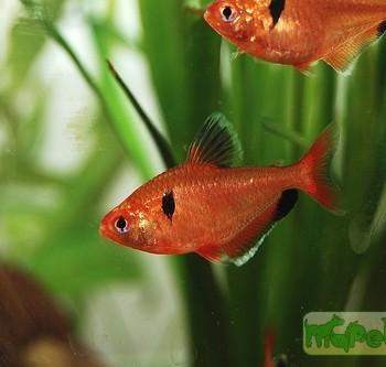Hyphessobrycon serpae
