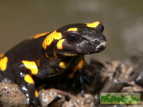 Salamandra salamandra