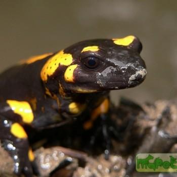 Salamandra salamandra