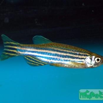 Brachydanio rerio