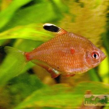 Hyphessobrycon erythrostigma