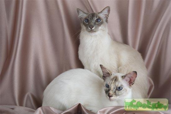Балийская кошка