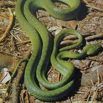 Boiga guangxiensis
