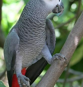 Psittacus erithacus