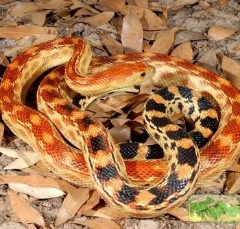 Pituophis melanoleucus