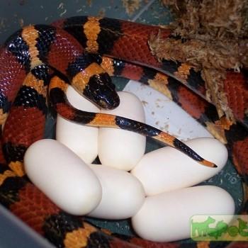 Lampropeltis triangulum annulata