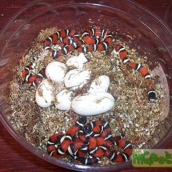 Lampropeltis triangulum nelsoni