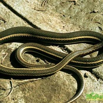 Psammophis sudanensis