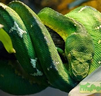 Corallus caninus