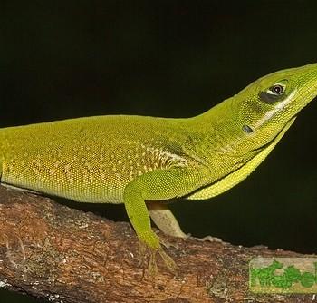 Anolis coelestinus