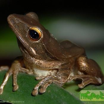 Polypedates leucomystax