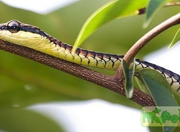 Dendrelaphis kopsteini