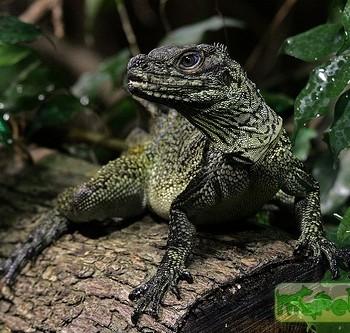 Hydrosaurus amboinensis