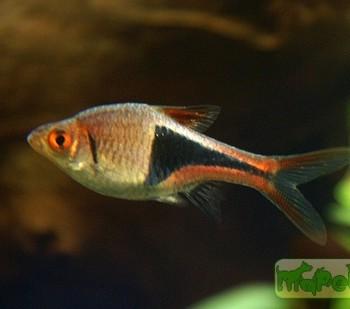 Rasbora heteromorpha