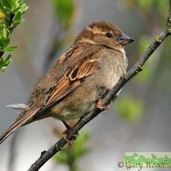 Passer domesticus