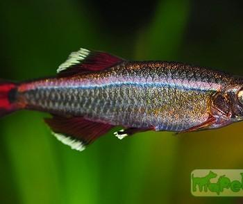 Tanichthys albonubes