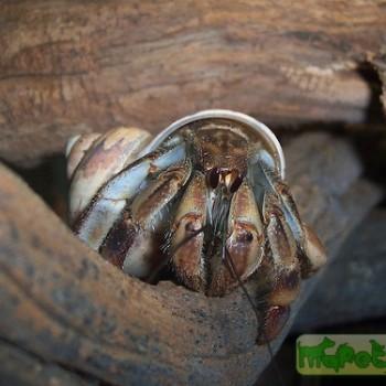 Coenobita