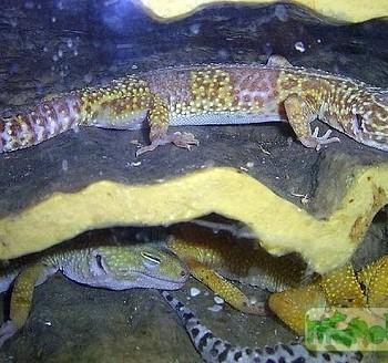 Hemitheconyx caudicinctus