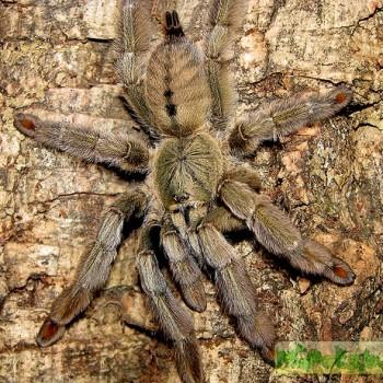 Psalmopoeus cambridgei