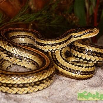 Elaphe bimaculata