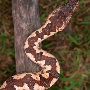 Candoia carinata