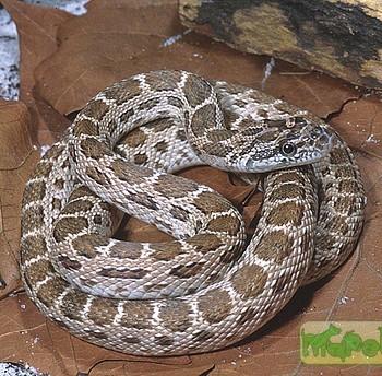 Spalerosophis atriceps