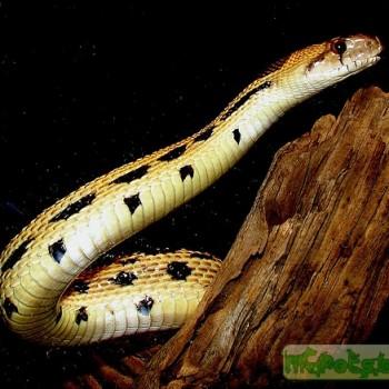 Pituophis catenifer