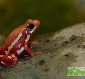 Epipedobates tricolor