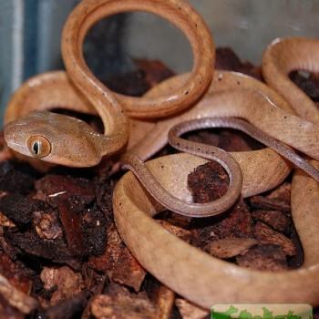 Boiga nigriceps