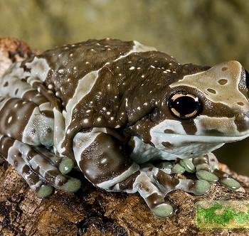 Phrynohyas resinifictrix