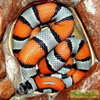 Lampropeltis alterna