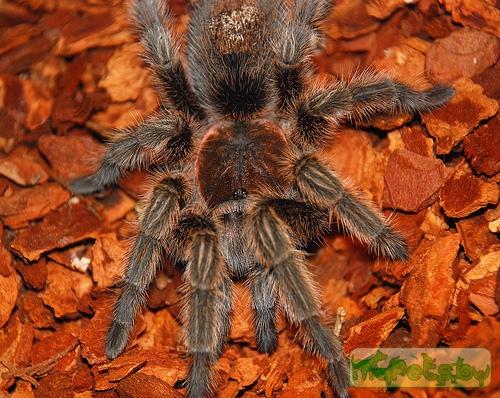 Grammostola rosea
