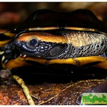 Platemys platycephala (Плоская\Красноголовая плоская\Черепаха-вертишейка)