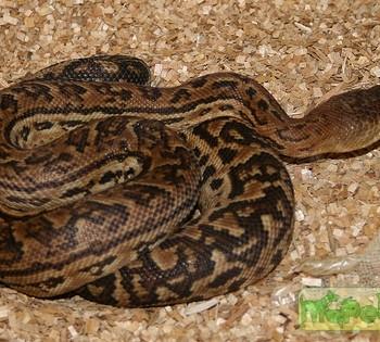 Epicrates angulifer