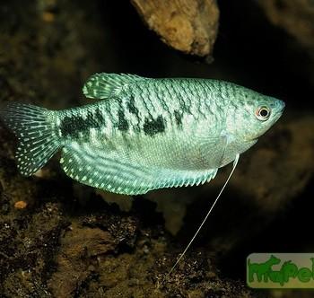 Trichogaster trichopterus