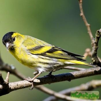Carduelis spinus