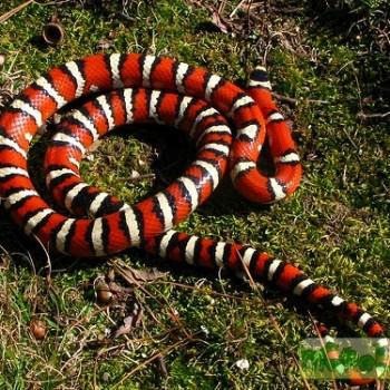 Lampropeltis pyromelana pyromelana