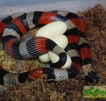 Lampropeltis triangulum campbelli