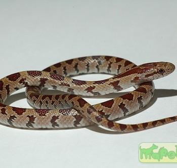 Lampropeltis calligaster
