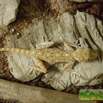 Ptyodactylus hasselquisti
