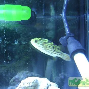 Tetraodon fluviatilis