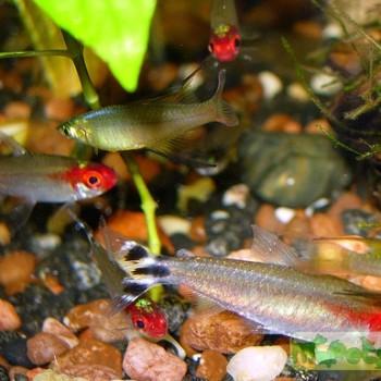 Hemigrammus bleheri