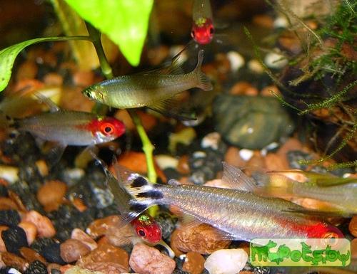 Hemigrammus bleheri