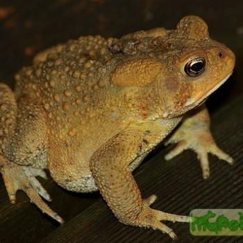 Bufo americanus