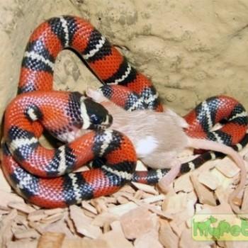 Lampropeltis triangulum stuarti