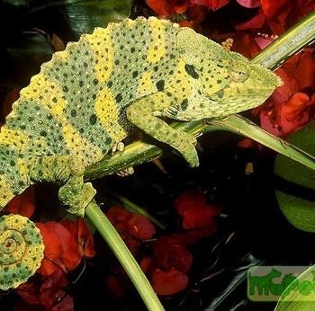 Chamaeleo melleri
